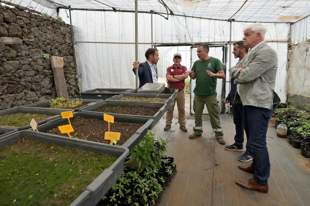 El banco de semillas de El Hierro conservará especies autóctonas y variedades agrícolas