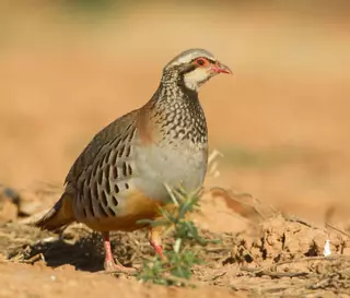 Semillas blindadas y biodiversidad