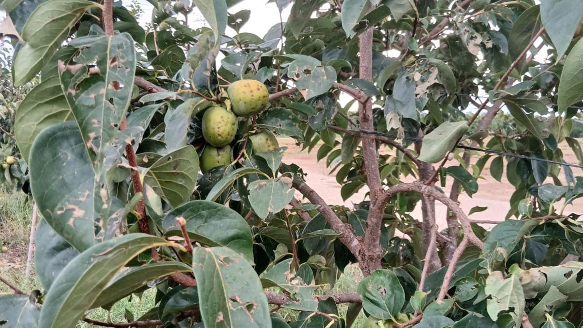 Caqui afectado por el temporal de pedrisco y viento del 20 de agosto en un campo de Alzira.