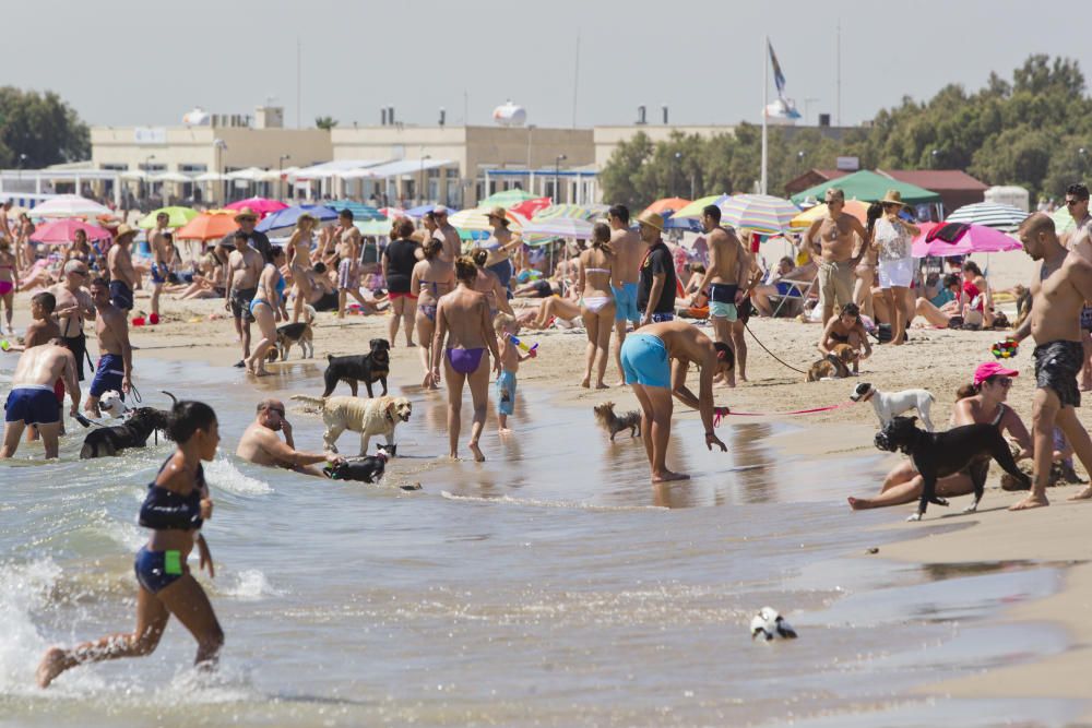 La playa para perros de Pinedo, a reventar