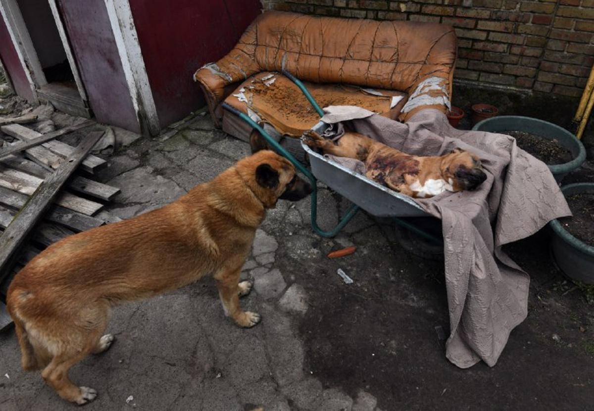 Un perro mira a otro perrillo muerto en una carretilla en Bucha, Ucrania.