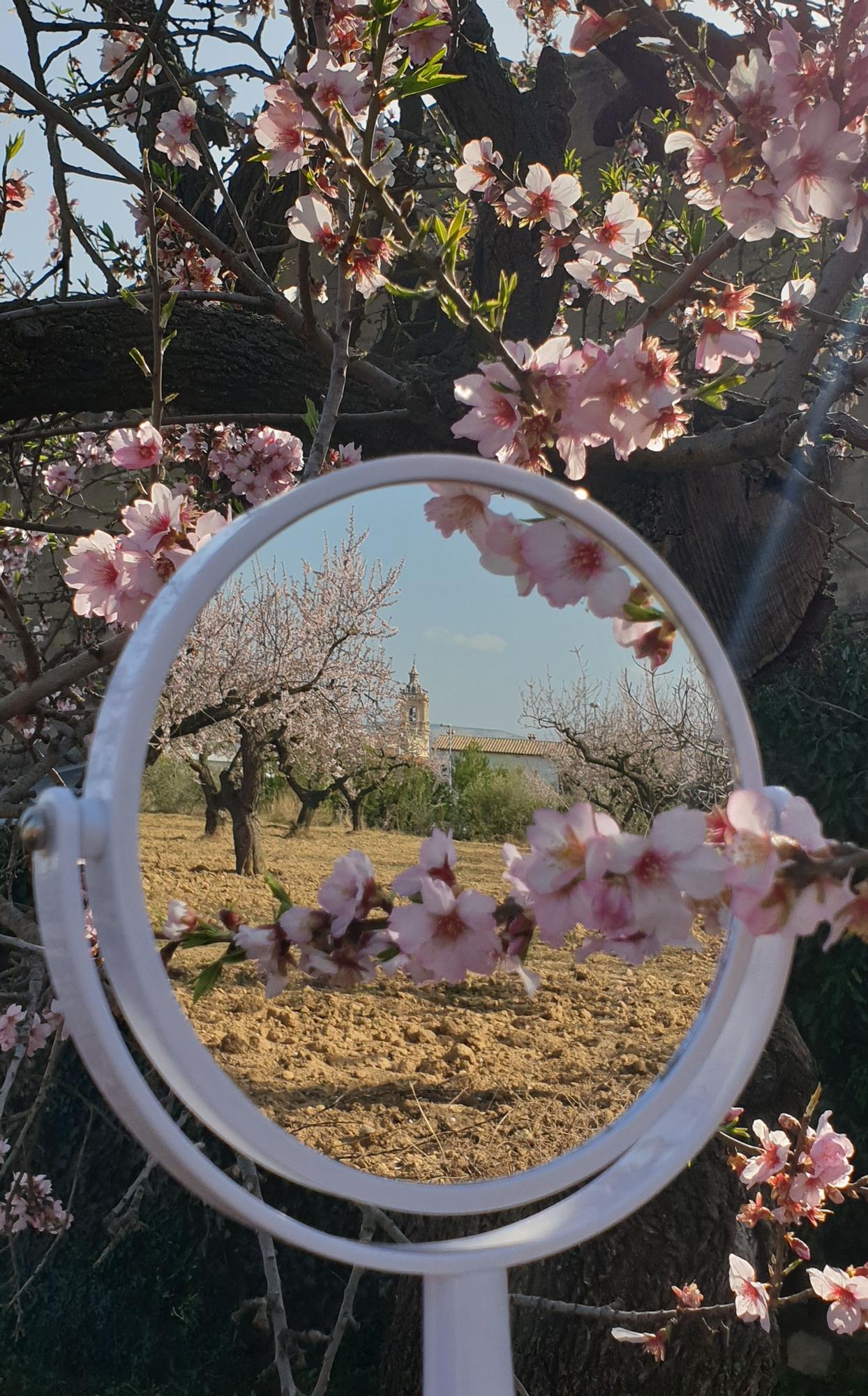 Imágenes de almendros en Albocàsser