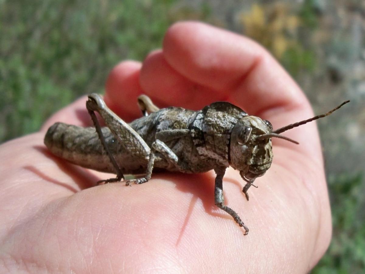 saltamontes ptero 15555687377