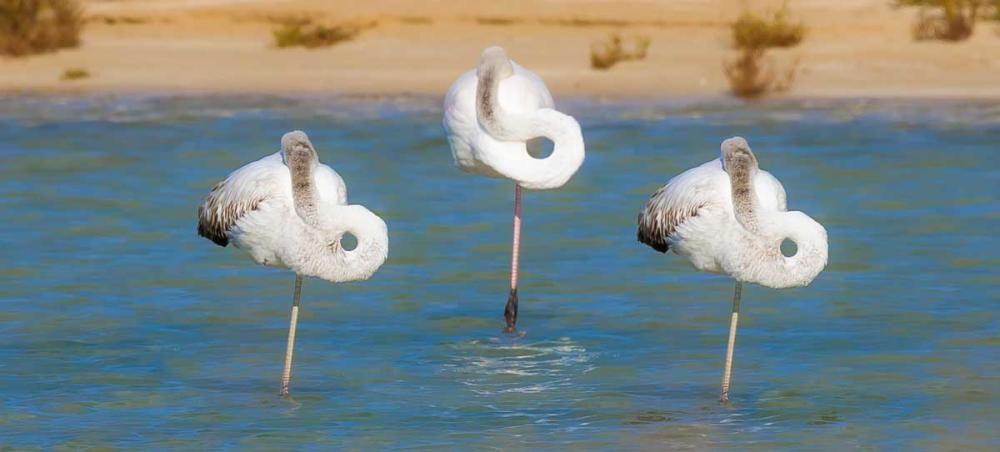 La recuperación de las salinas en Formentera