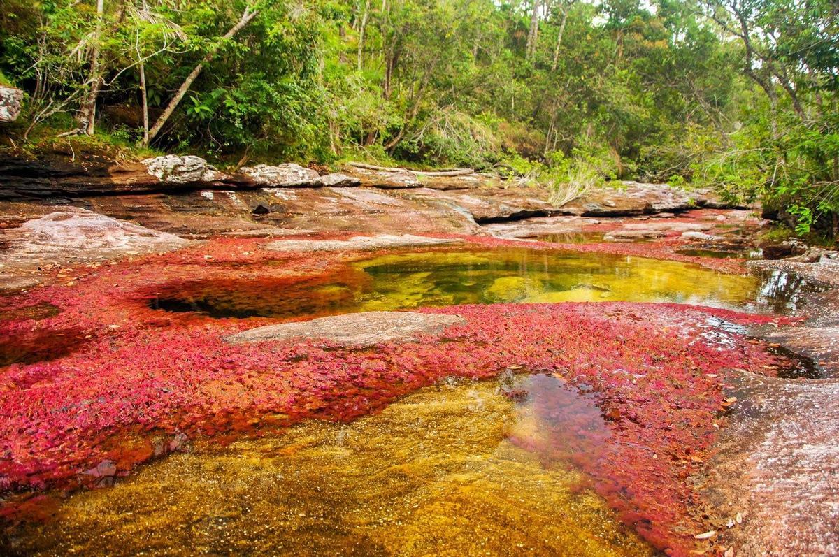 Río Caño Cristales, Colombia