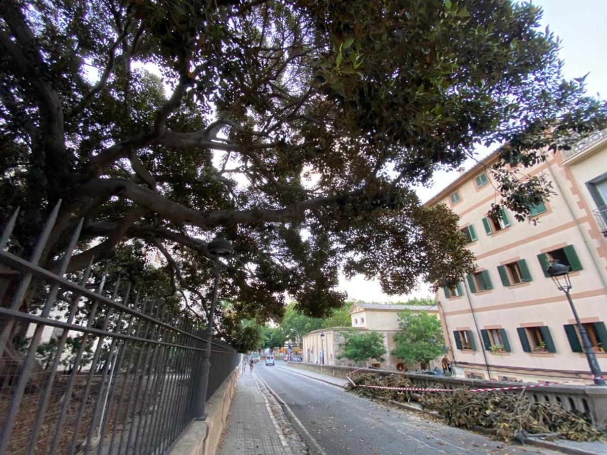 Cae una rama del emblemático ficus de la Misericòrdia