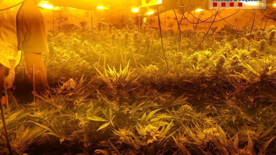 Desmantellen un cultiu de marihuana en un mas de Sant Ferriol