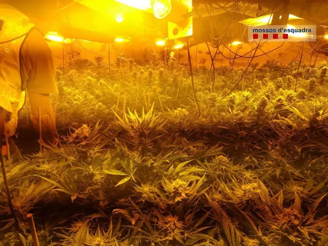 Desmantellen un cultiu de marihuana en un mas de Sant Ferriol
