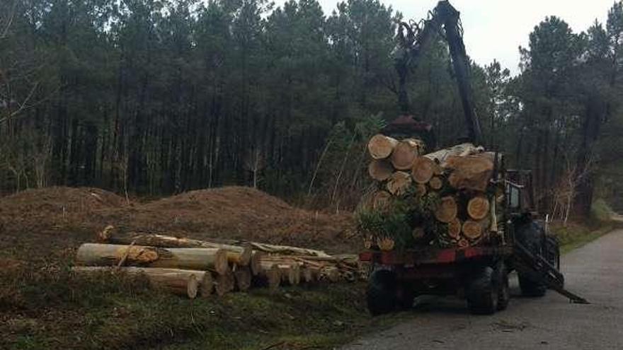 Carga de madera junto a las mámoas de Monte Penide, en Cabeiro.