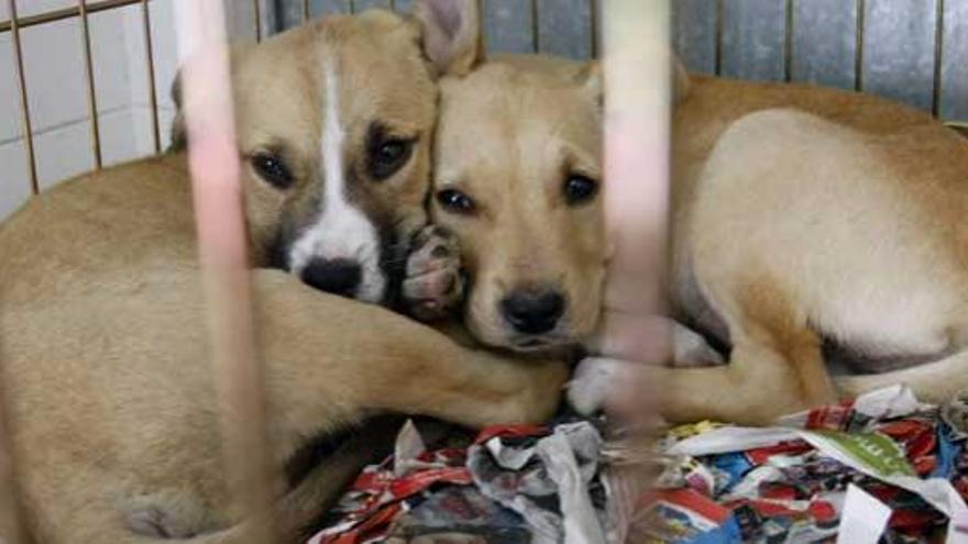 Dos perros en un refugio para animales.