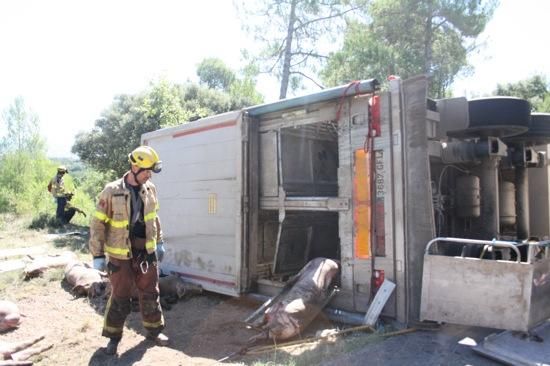 Un camió de porcs s''estavella a l''Espunyola