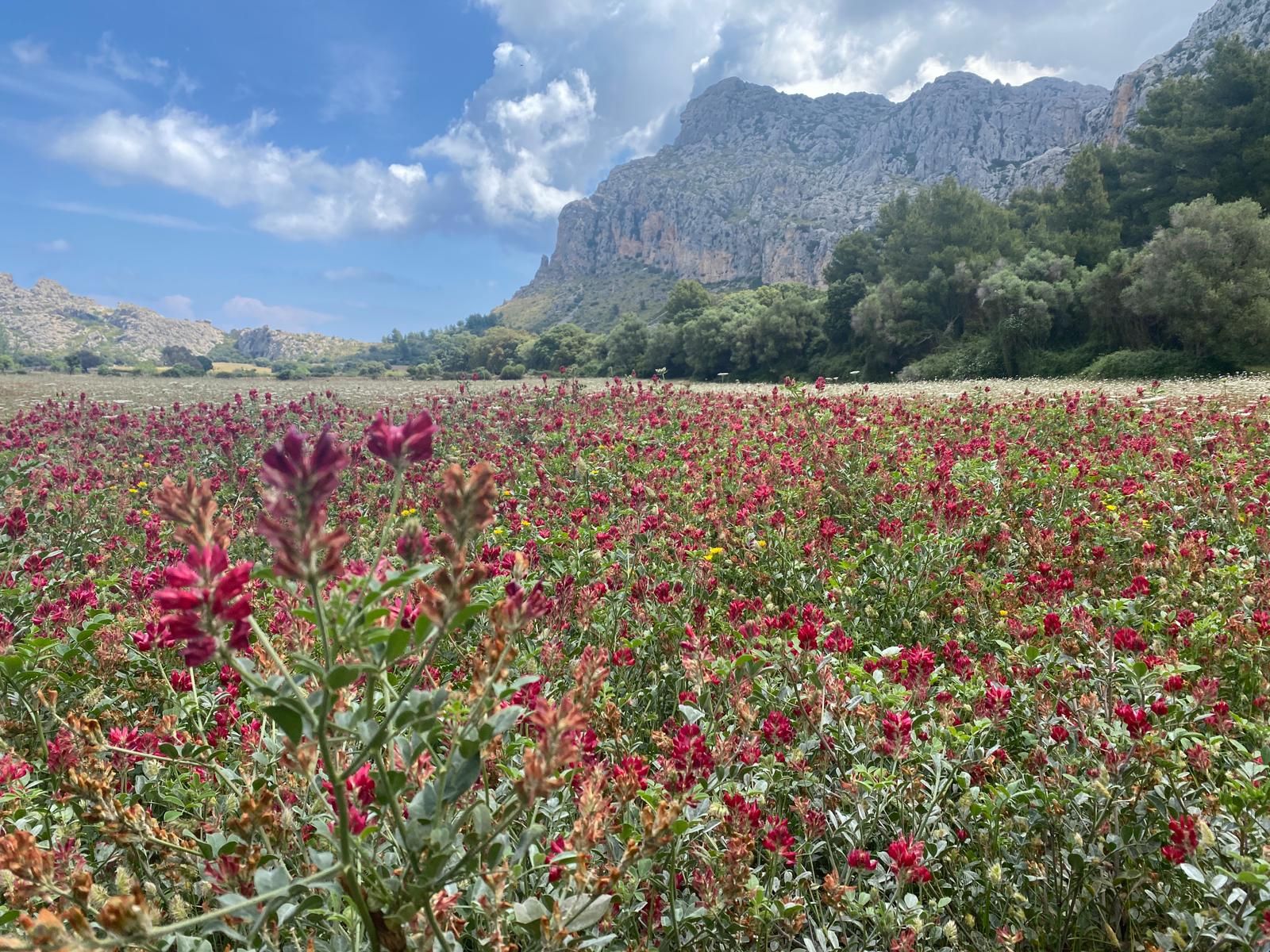 Serra de Tramuntana | La reserva biológica de Ariant, en imágenes