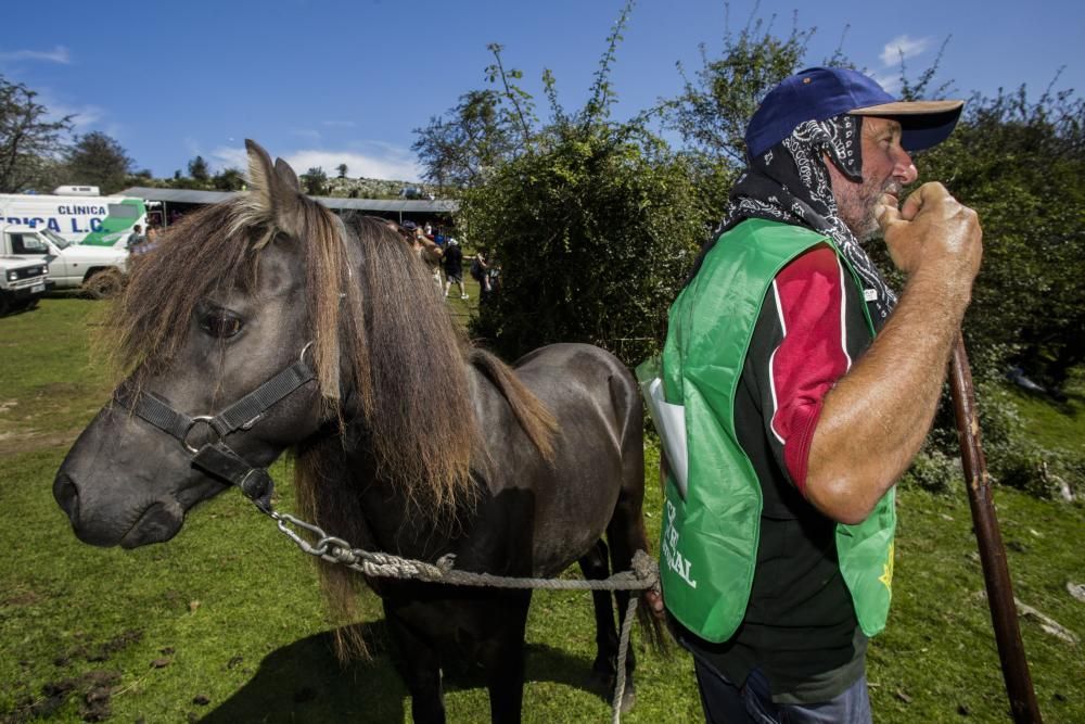 Fiesta del Asturcón en el Sueve