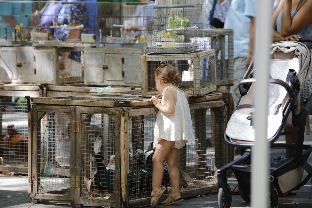 Montags in Manacor: Was es auf diesem Mallorca-Markt alles zu entdecken gibt