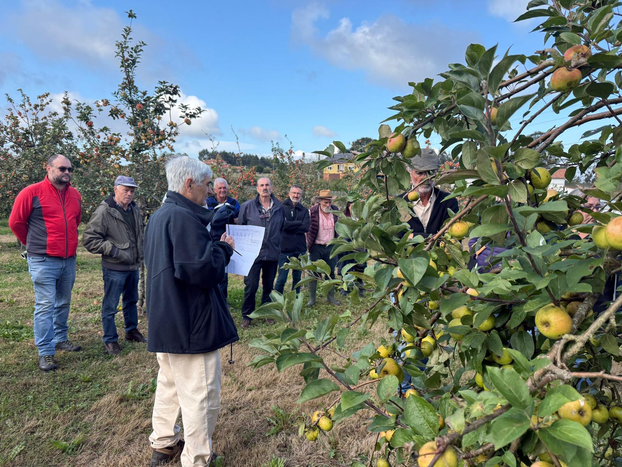 El SERIDA explica sobre el terreno las medidas de protección contra las plagas de roedores en pomaradas