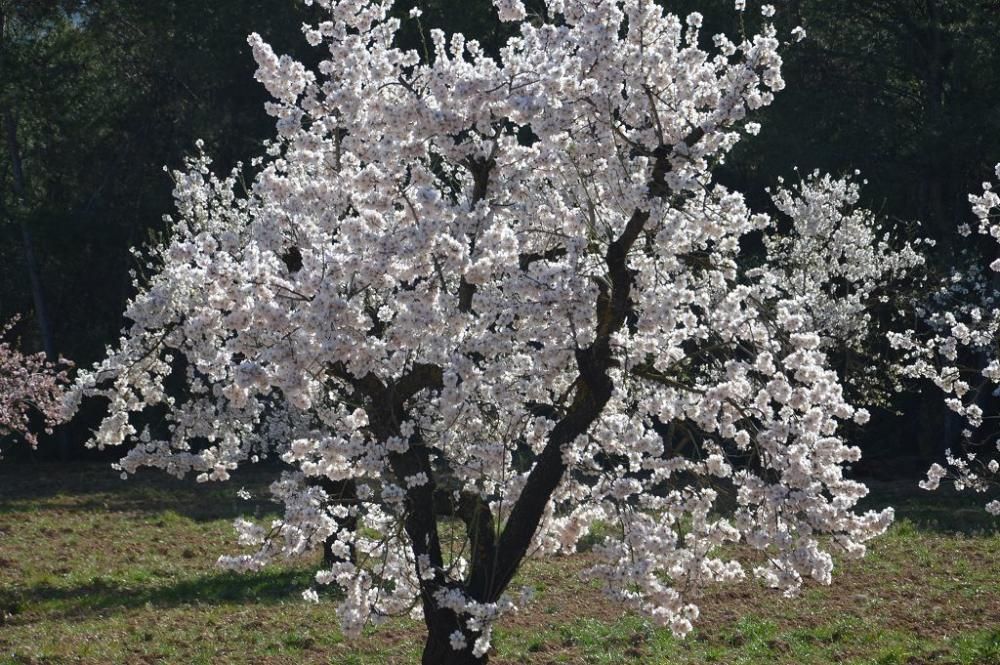 Y llegó la Floración, un manto de colores