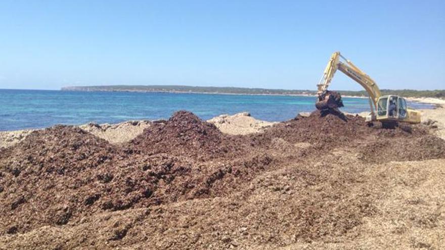 Una excavadora retira parte de la posidonia acumulada en es Ca Marí.