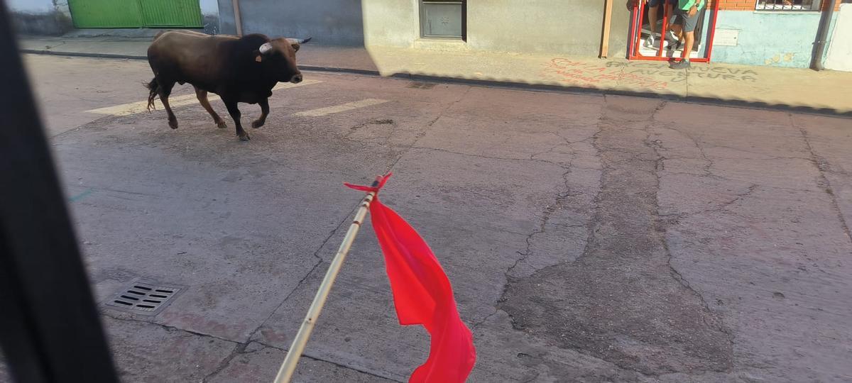 GALERÍA | Morales de Toro vive su primer encierro de las fiestas de San Roque 2024 GALERÍA | Morales de Toro vive su primer encierro de las fiestas de San Roque 2024
