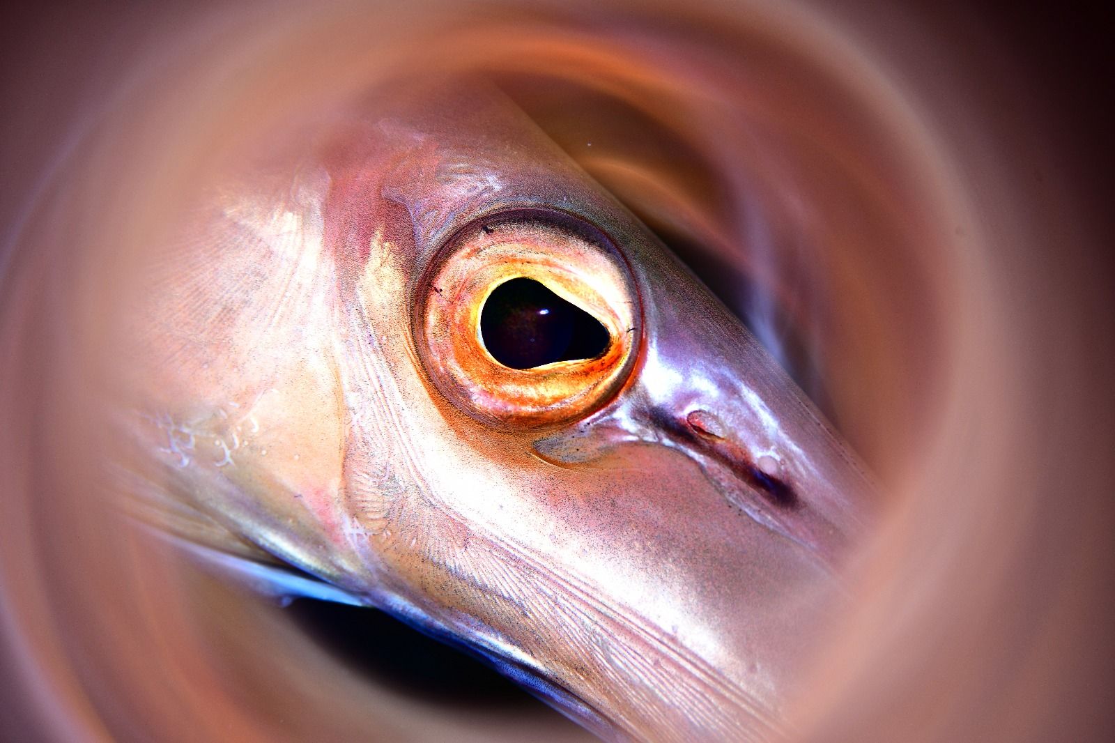 Imágenes del Campeonato de Foto Submarina de El Hierro