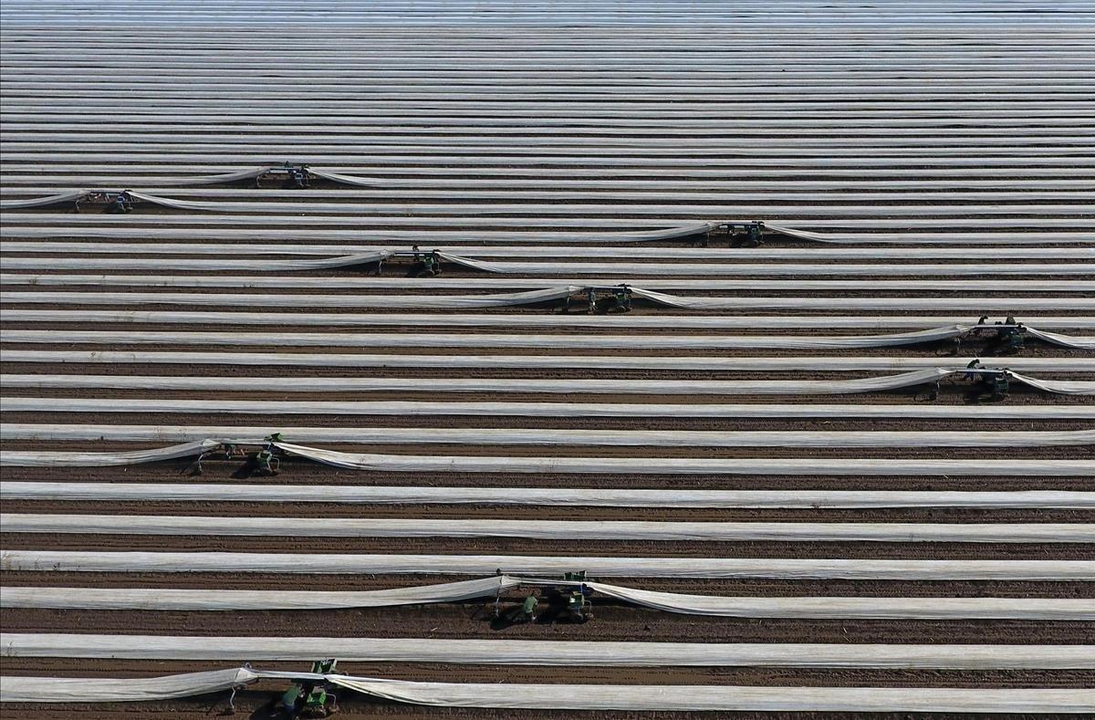 Fotografía aérea donde se muestra a los trabajadores cosechando espárragos en un campo en la granja Beller Hof, en Colonia, Alemania Occidental.