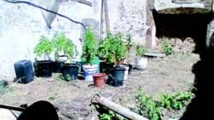 Hallan en las viejas minas un cultivo de marihuana