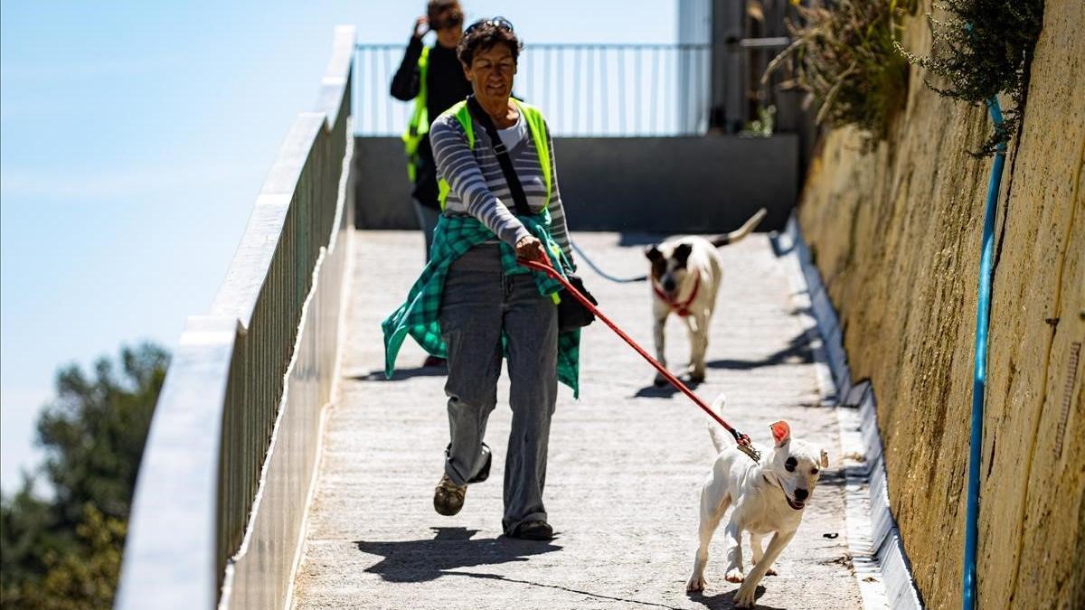 Voluntarios paseando perros este lunes en el Centre d'Acollida d'Animals de Companyia de Barcelona, situado en la Carretera de l'Arrabassada.