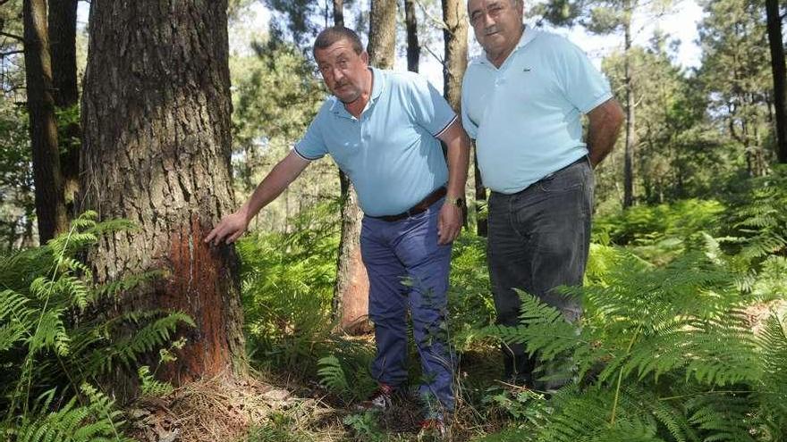 Magariños (izquierda) y el vocal del consejo rector Carlos Moraña, junto a uno de los pinos. // Noé Parga