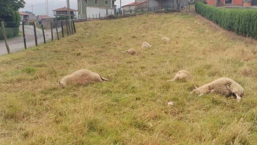 Las ovejas muertas en Loro (Pravia).