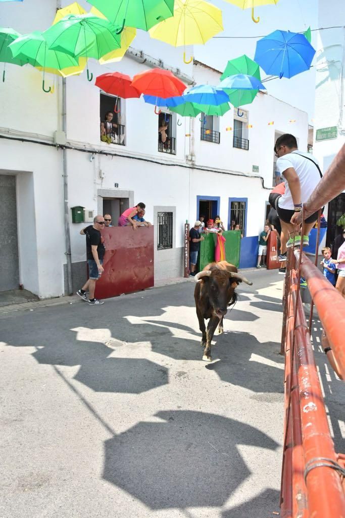 Fotogalería / Encierro de las vacas de El Viso