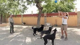 Hoteles llenos en Hogueras… también para los perros