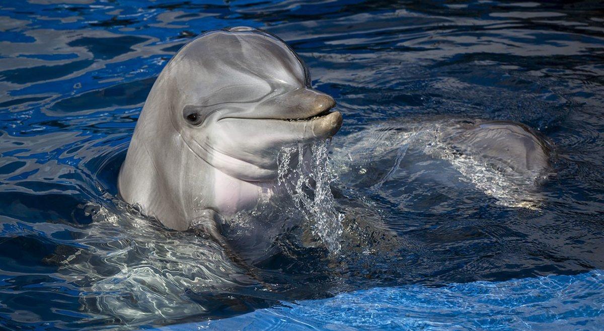 delfinok
