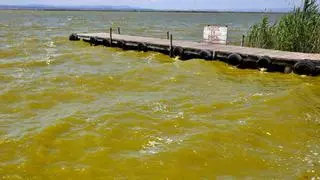 L'Albufera vuelve a su color verde clorofila