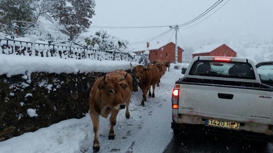 La nieve obliga a guardar el ganado en Somiedo