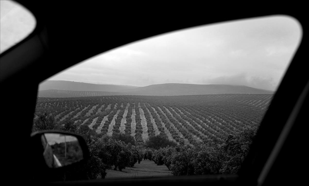 Interminables olivares en la ruta por Jaén.