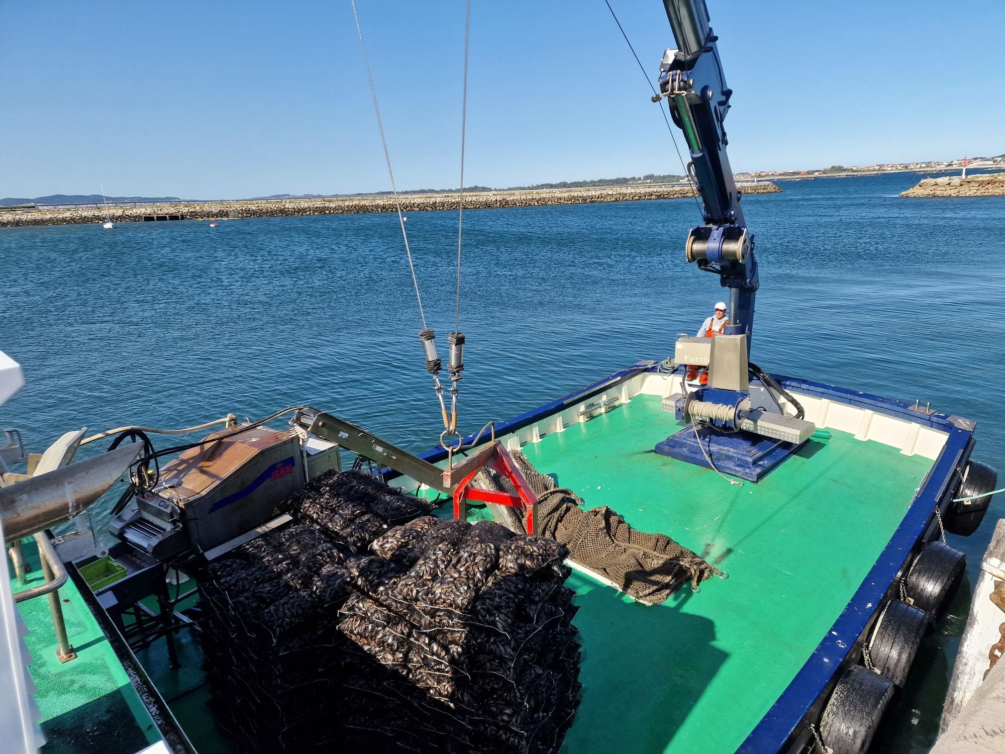 Descargas de mejillón en Arousa.