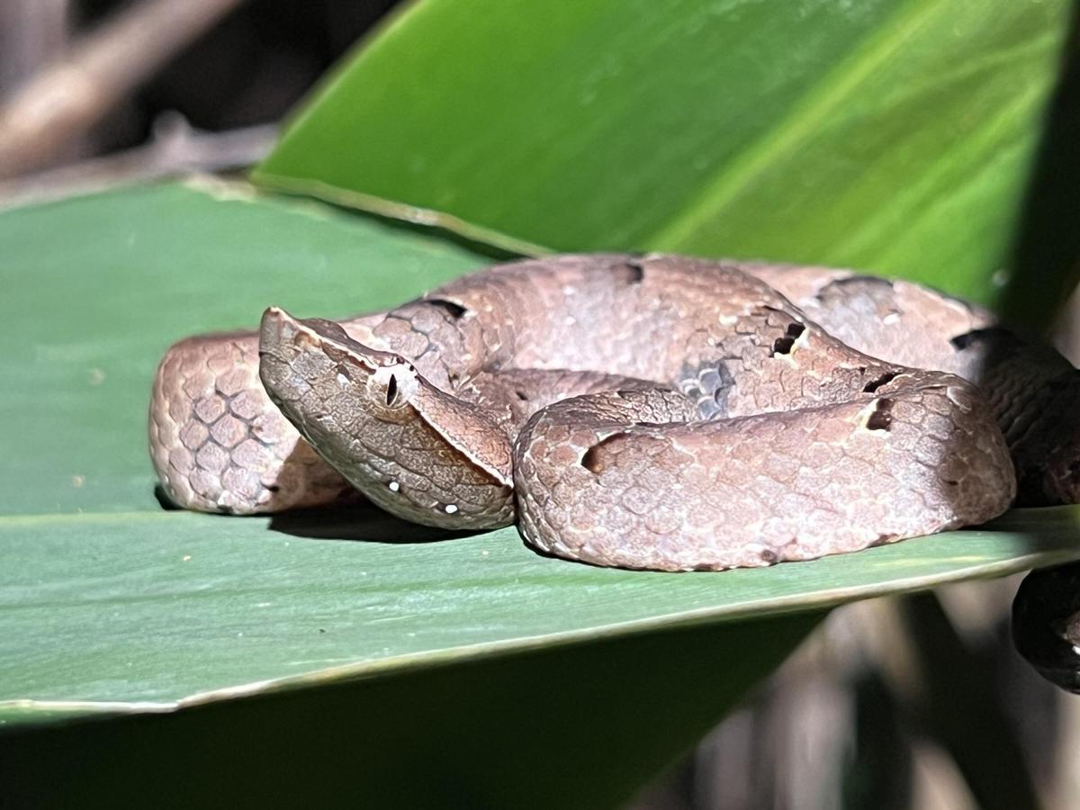 Existe aún una inmensa cantidad de especies sin describir científicamente