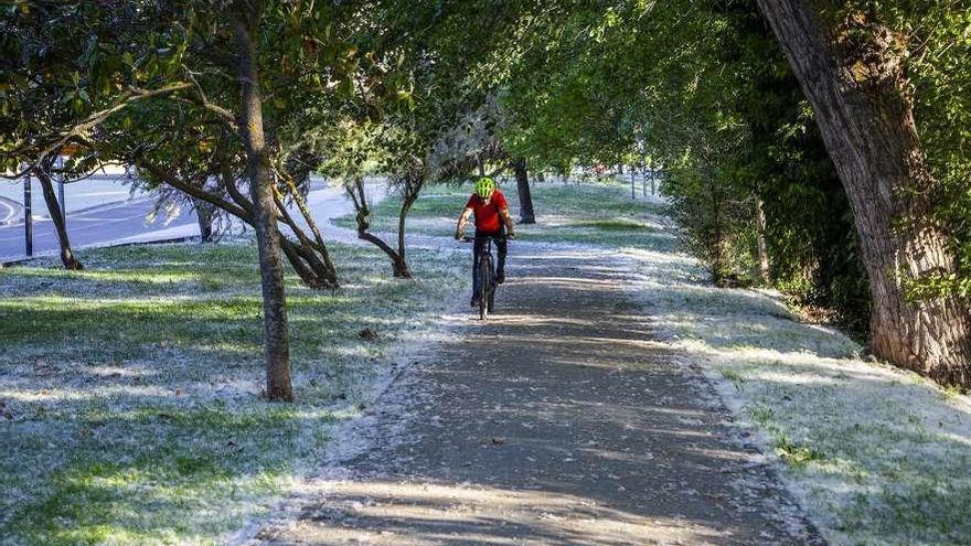 Un ciclista circula por un camino repleto de pelusas que arrastran polen.