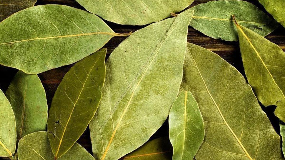 No gastes lavaplatos solo necesitas meter una hoja de laurel en el fregadero