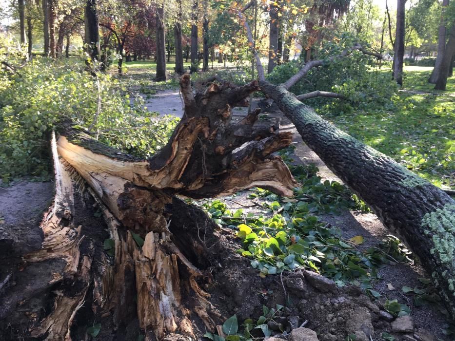 Arboles caídos en el parque de Isabel la Católica en Gijón.