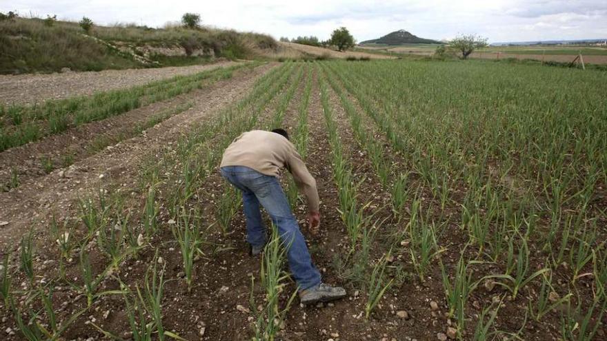 Un trabajador desarrolla sus tareas en una producción de agricultura ecológica.