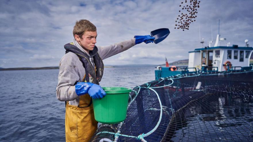 Empleado de la canadiense Cooke en Escocia, alimentando salmones. / COOKE INC.