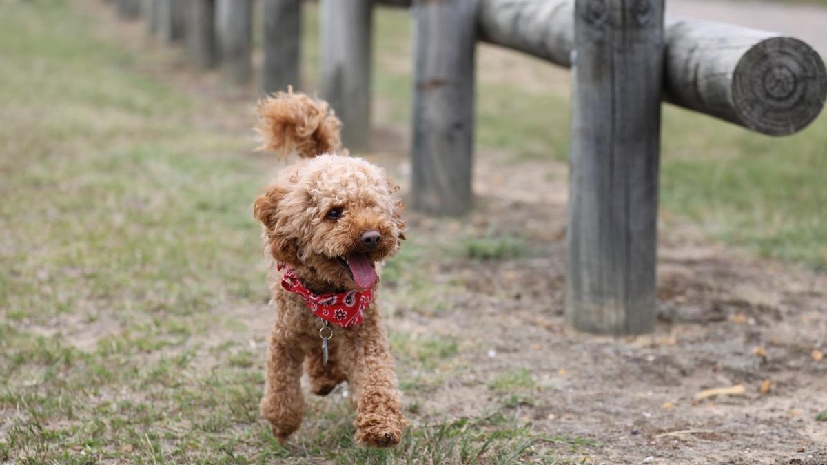 Poodle Toy: una de las razas de perros pequeños más tranquilos