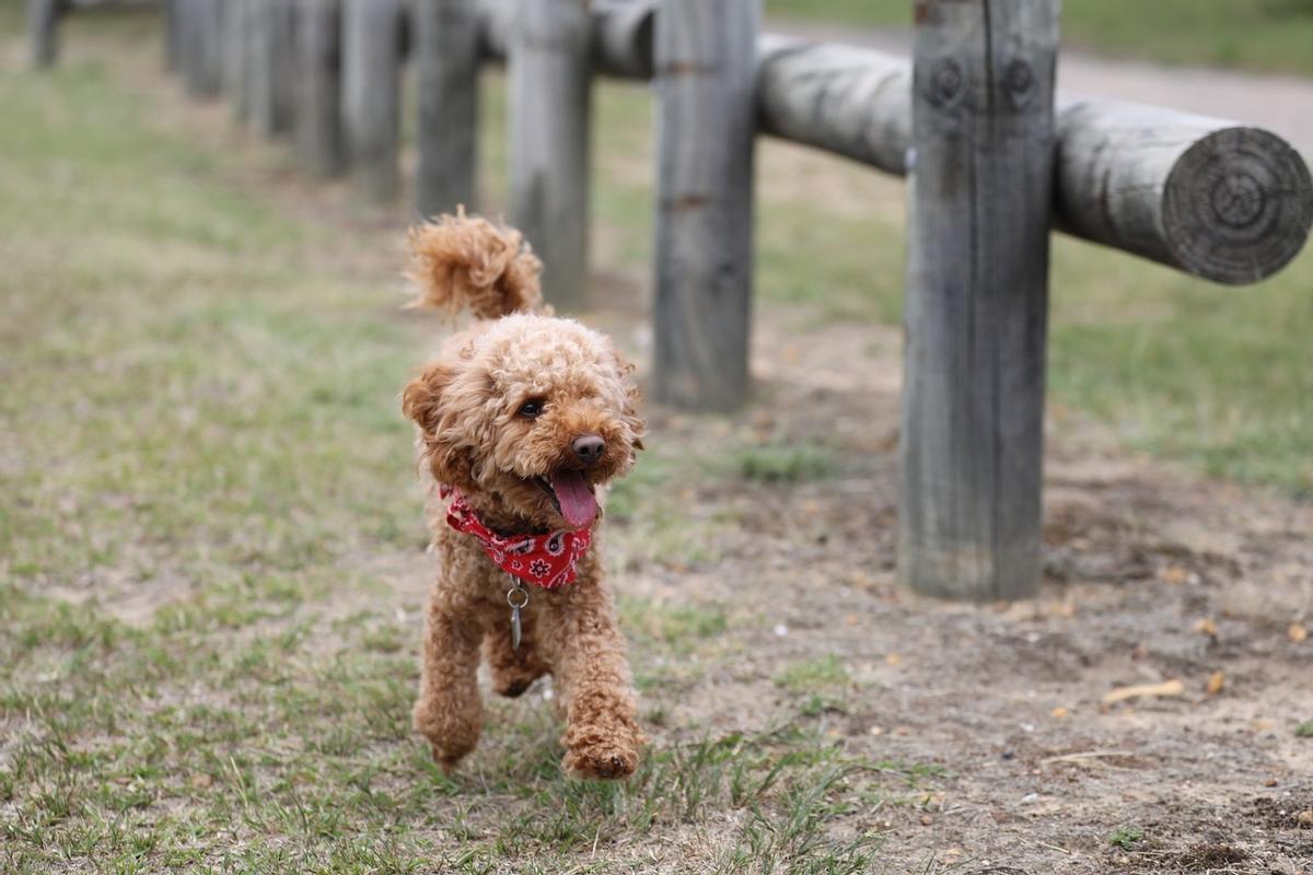 Poodle Toy: una de las razas de perros pequeños más tranquilos
