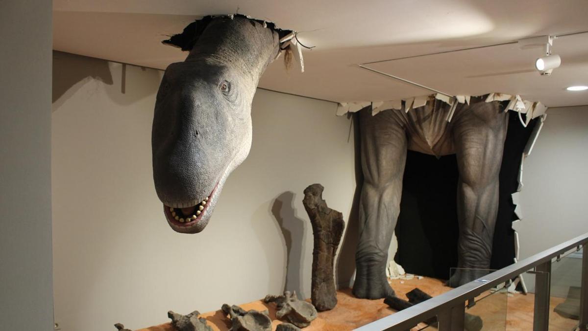 Otro de los animales que se pueden ver el Museo de Ciencias Naturales de València.