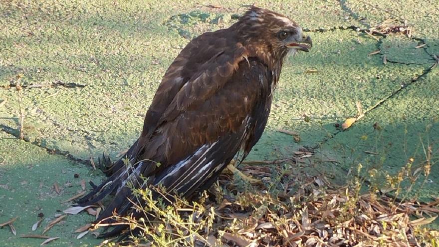 Encuentran un águila en la escalera de una piscina en Ontinyent