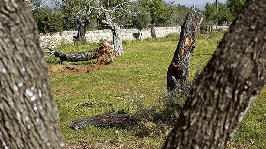 Los almendros de Mallorca llevan años sufriendo enfermedades, además de la Xylella.