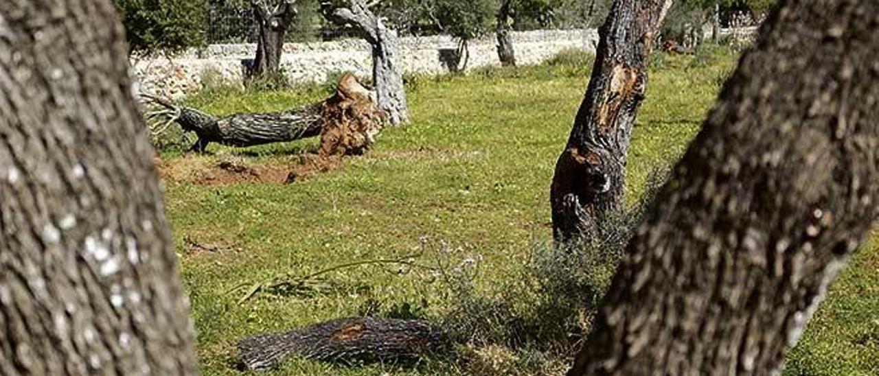 Los almendros de Mallorca llevan años sufriendo enfermedades, además de la Xylella.