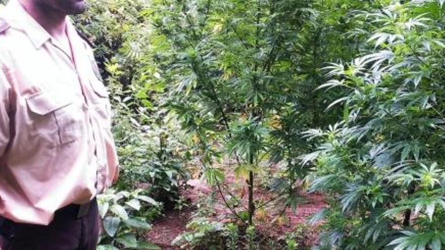 La plantació de marihuana, amagada enmig del bosc a Foixà, tenia fins a 518 plantes algunes de les quals feien fins a dos metres i mig d&#039;alçada