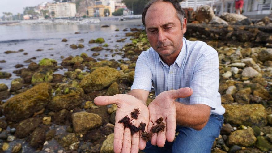 Juan Jesús Martín, biólogo marino del Aula del Mar, con una muestra del alga de Hawái de los fondos marinos de los Baños del Carmen esta semana.