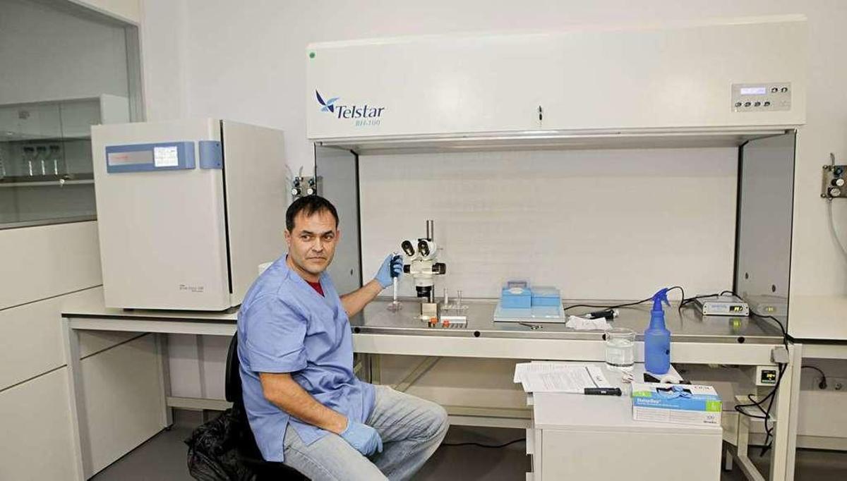 La investigación con células madre uterinas se aplicará en Gijón a la veterinaria bovina
